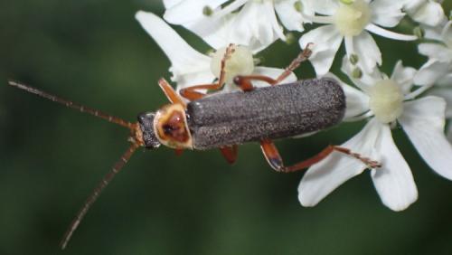 Réf. 284 649 : Cantharis sp.